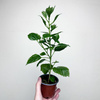 Hibiskus Hibiscus Czerwony P9