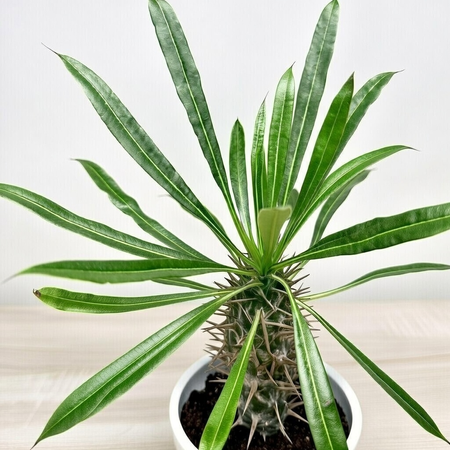 Pachypodium lamerei palma Madagaskaru P11