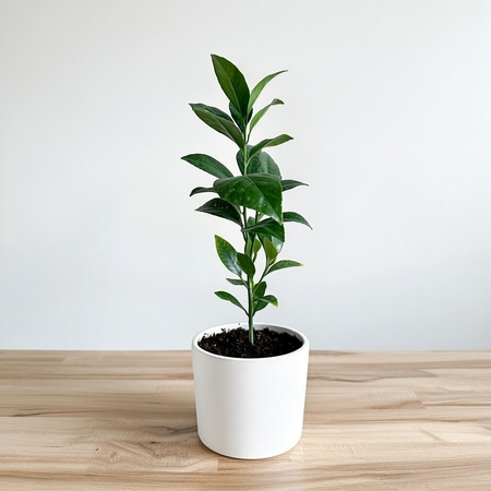 Limequat drzewko cytrusowe P12