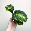 Calathea Electric Shock Kalatea P9