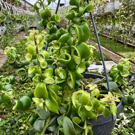 Aeschynanthus Rasta Eszynanthus P15 wisząca