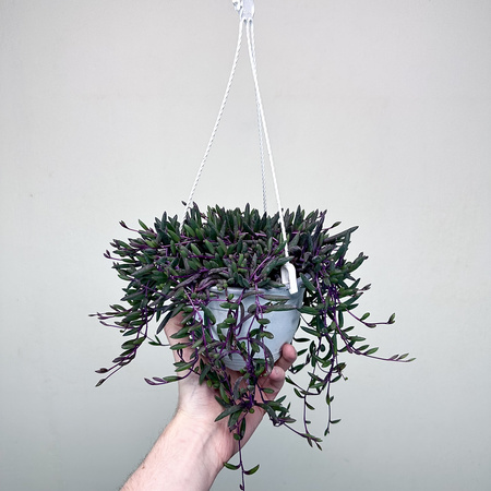 Senecio Purple Flash | Othonna Ruby Necklace P15 wisząca