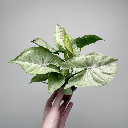 Syngonium Milk Confetti Zroślicha P9