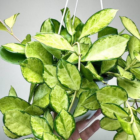 Hoya Australis Lisa Hoja P15 wisząca