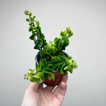 Aeschynanthus Rasta Eszynanthus P9