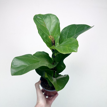 Ficus Lyrata Bambino Fikus Dębolistny Figowiec P12