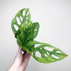 Monstera adansonii Mint P9