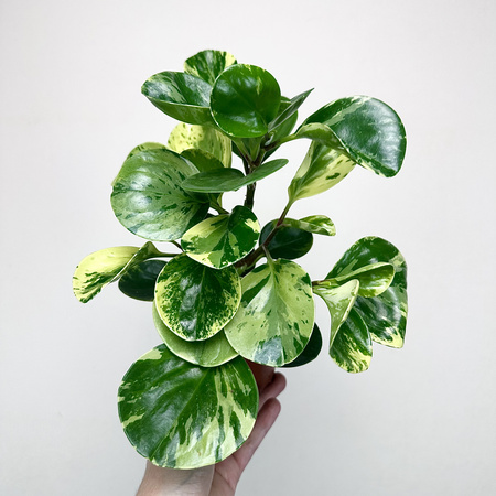 Peperomia obtusifolia Marble Variegata P9