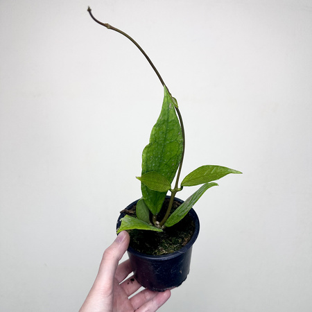 Hoya Germany Pa La U Hoja