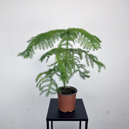 Araukaria Araucaria P14