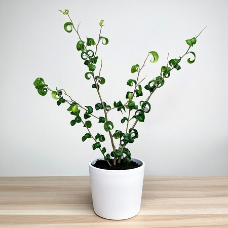 Ficus Benjamina Barok Figowiec Fikus P12