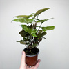 Syngonium Brocante Zroślicha P9