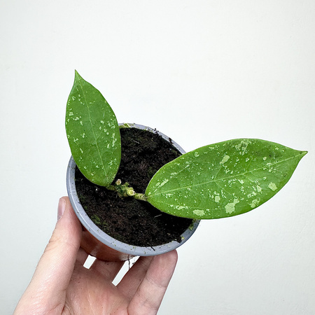 Hoya verticillata Hoja P9