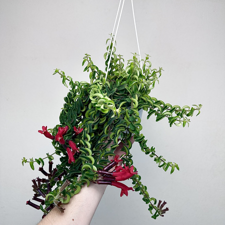 Aeschynanthus Twister Eszynanthus P15 wisząca