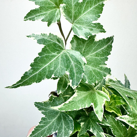 Hedera helix White Ripple bluszcz P9
