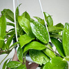 Hoya Hoja w doniczce wiszącej
