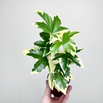 Fatshedera lizei Pia Bont Fatsjobluszcz lizjański