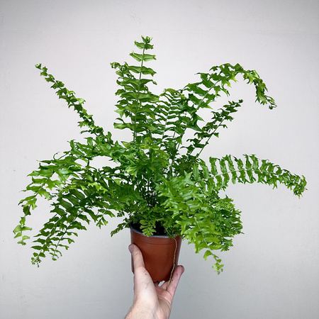 Paproć Nephrolepis biserrata Fishtail P13