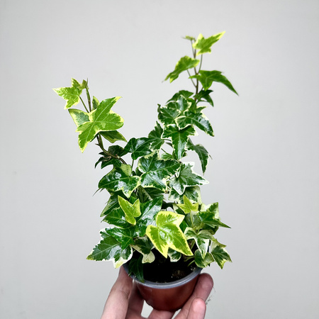 Hedera Variegata Bluszcz P9