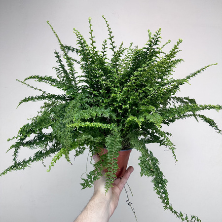 Paproć Green Fantasy Nephrolepis P12