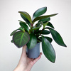 Peperomia clusiifolia Red Margin P11
