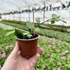 Hoya polyneura Hoja P9