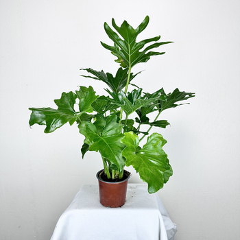 Philodendron Selloum Filodendron