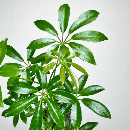 Schefflera Arboricola Luseana Szeflera Drzewiasta P9