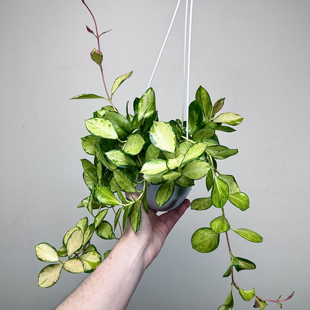 Hoya Australis Lisa Hoja P15 wisząca