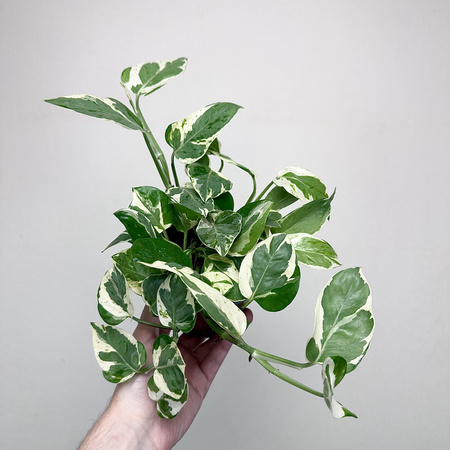 Epipremnum Pearls and Jade | White Panther P12