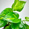 Epipremnum pinnatum Global Green P9