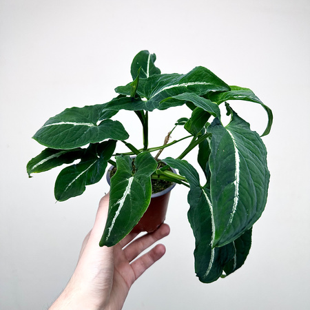 Syngonium Wendlandii Green Velvet Zroślicha P9