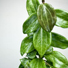 Hoya Merrillii Hoja P11