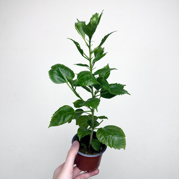 Hibiskus Hibiscus Czerwony P9