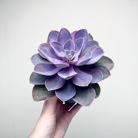Echeveria Metallica Eszeweria