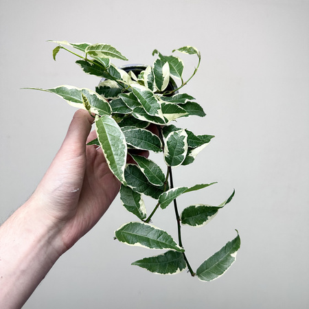 Ficus radicans White Fikus P9