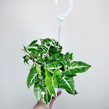 Syngonium T25 Zroślicha P17 wisząca