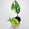 Monstera Adansonii Aurea Variegata P9