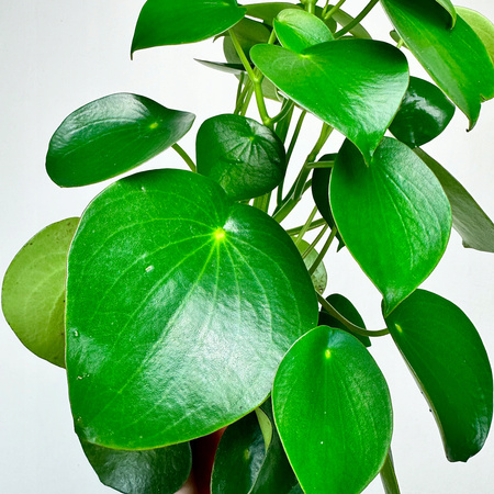 Peperomia polybotrya Raindrop P12