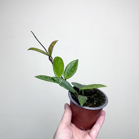 Hoya Carnosa Wilbur Graves Hoja P9