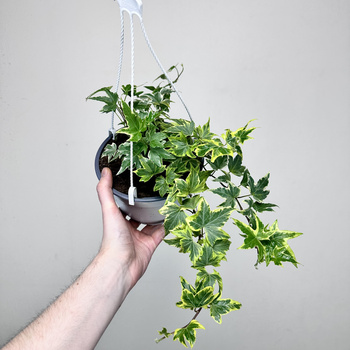 Hedera helix Yellow Ripple bluszcz P17 wisząca