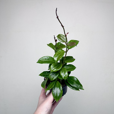 Hoya Merrillii Hoja P11