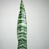 Sansewieria gwinejska Black Coral Sansevieria trifasciata P9