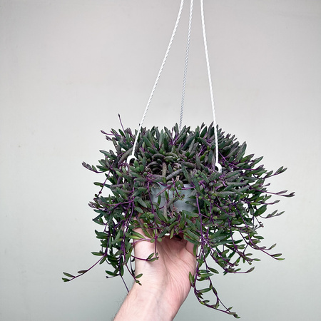 Senecio Purple Flash | Othonna Ruby Necklace P15 wisząca