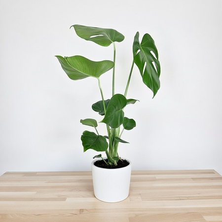 Monstera deliciosa Tauerii Dziurawa P14