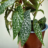 Begonia Double Dot P14