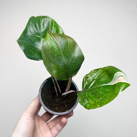 Philodendron White Knight Filodendron P9