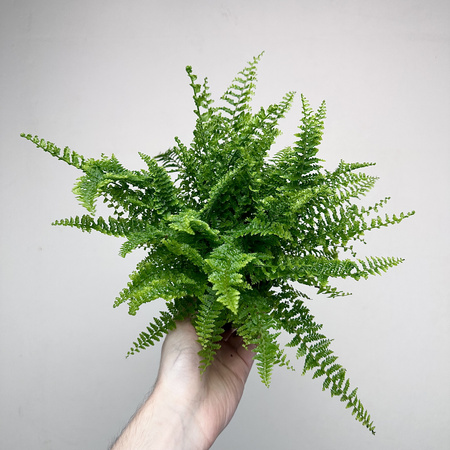 Paproć Fluffy Ruffles Nephrolepis exaltata P9