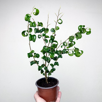 Ficus Benjamina Barok Figowiec Fikus P9