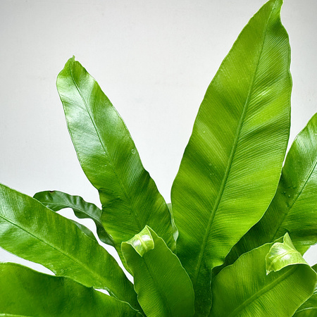 Asplenium Antiquum Paproć Zanokcica